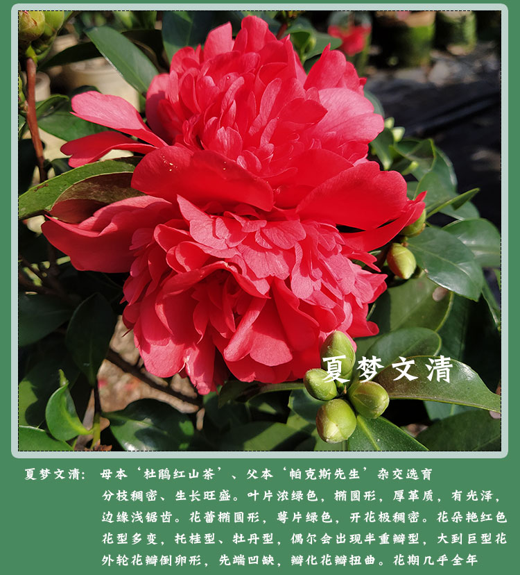 名贵夏日七心茶花盆栽各种花卉植物嫁接树苗四季山茶花新品种重瓣小旋