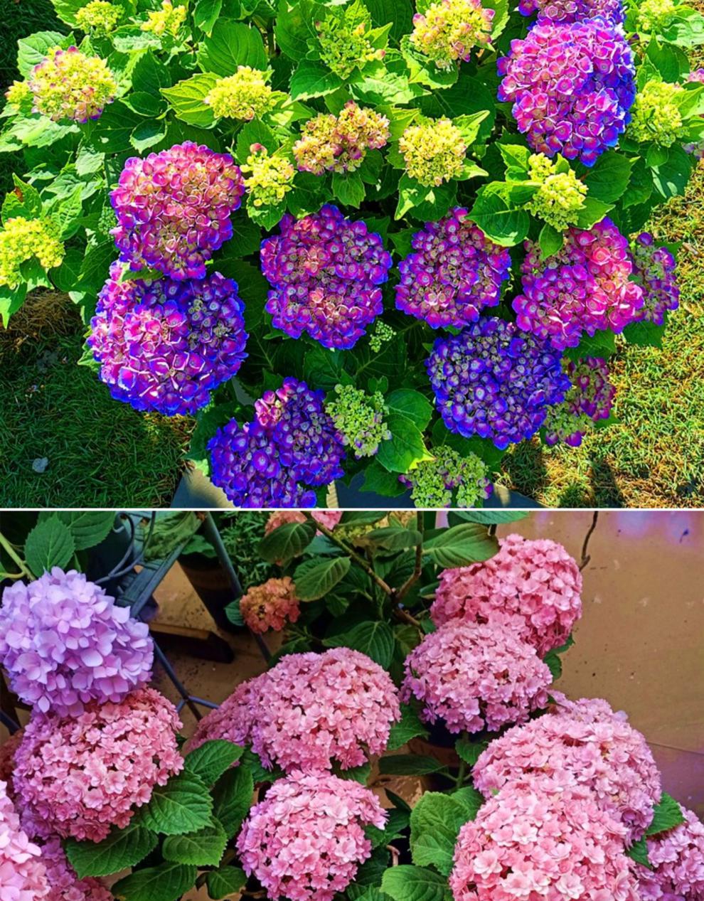 沭之美老桩无尽夏花苗八仙花阳台盆栽庭院花卉耐寒植物浓香四季 深蓝