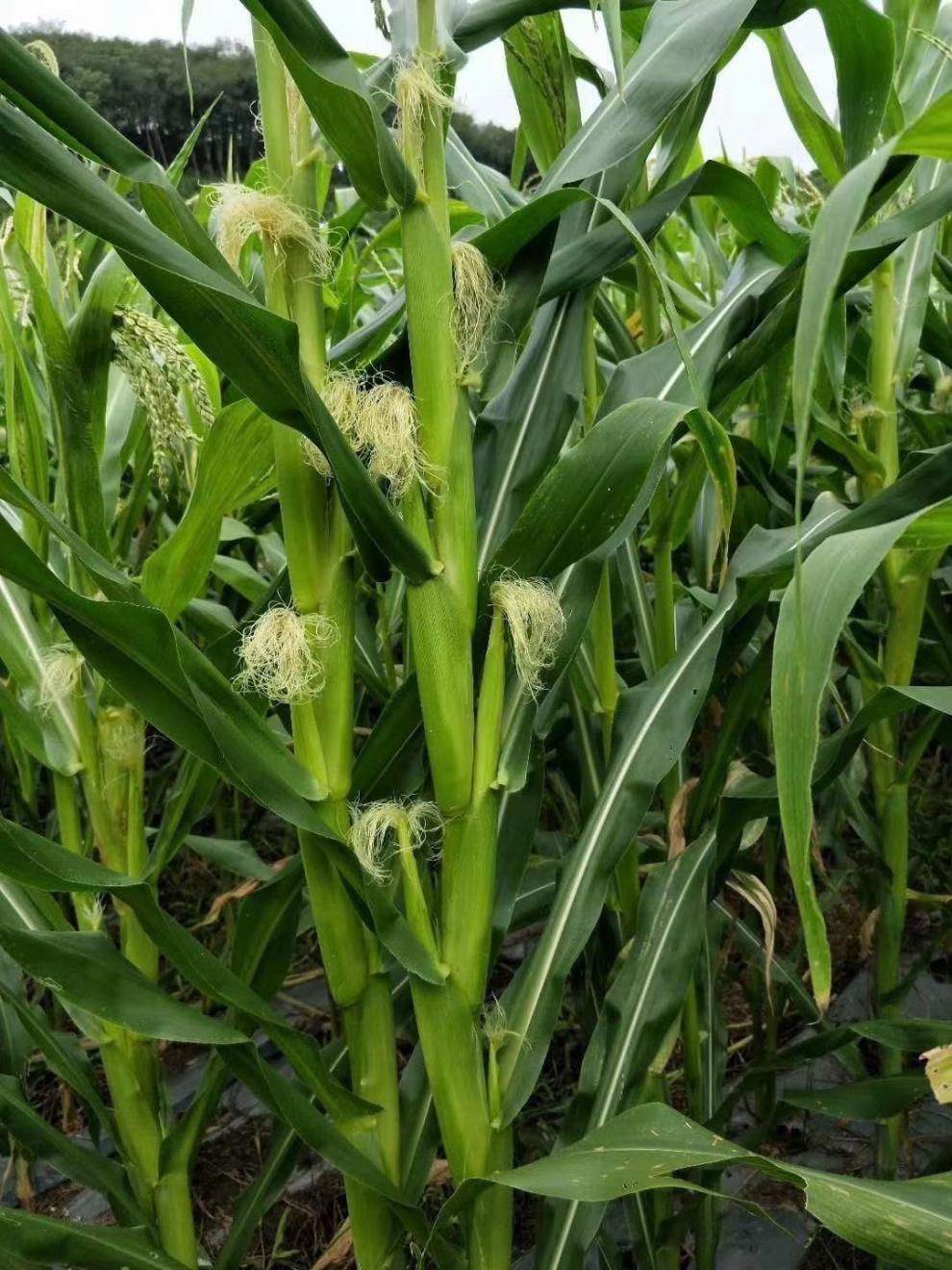 西双版纳香糯拇指小玉米新鲜熟真空花粘软糯香甜玉米粗粮产地直销2000