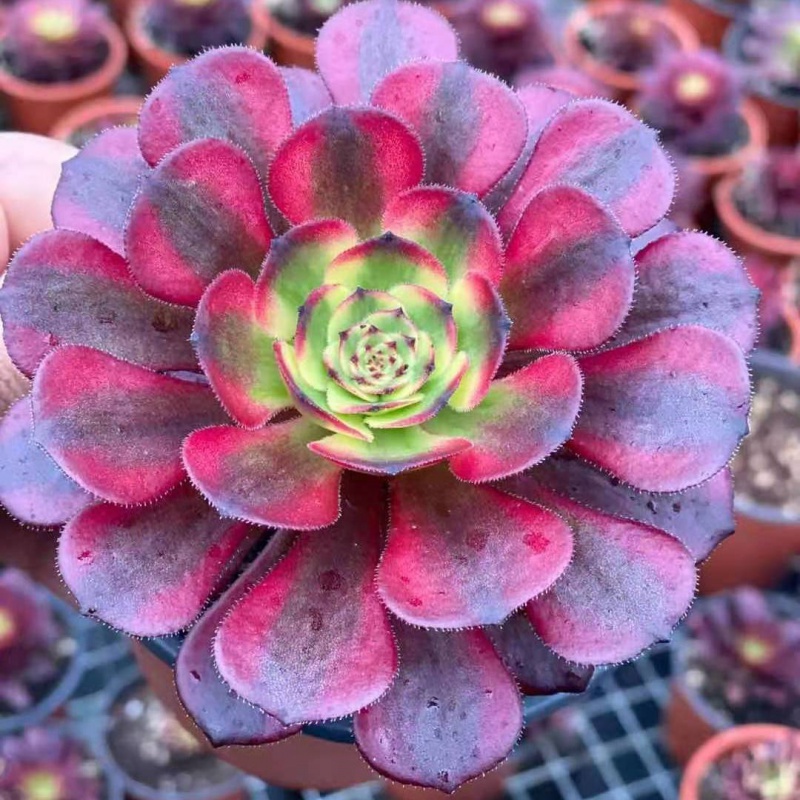 各种精美锦类法师,小精控福利放送(全部带根) 花纳锦【图片 价格 品牌