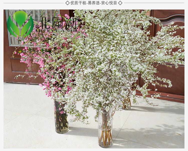 干枝雪柳遇水开花鲜切干支花水养喷雪花腊梅红梅插水开花泡水 干枝