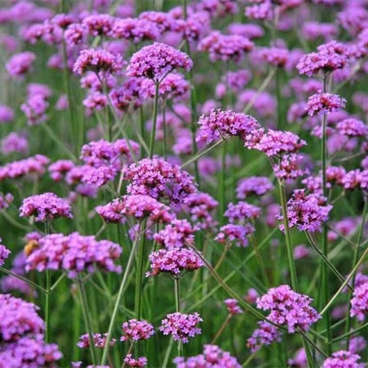 馬鞭草花苗盆栽四季花海用花耐熱好養易活陽臺庭院花卉綠植馬鞭草10株