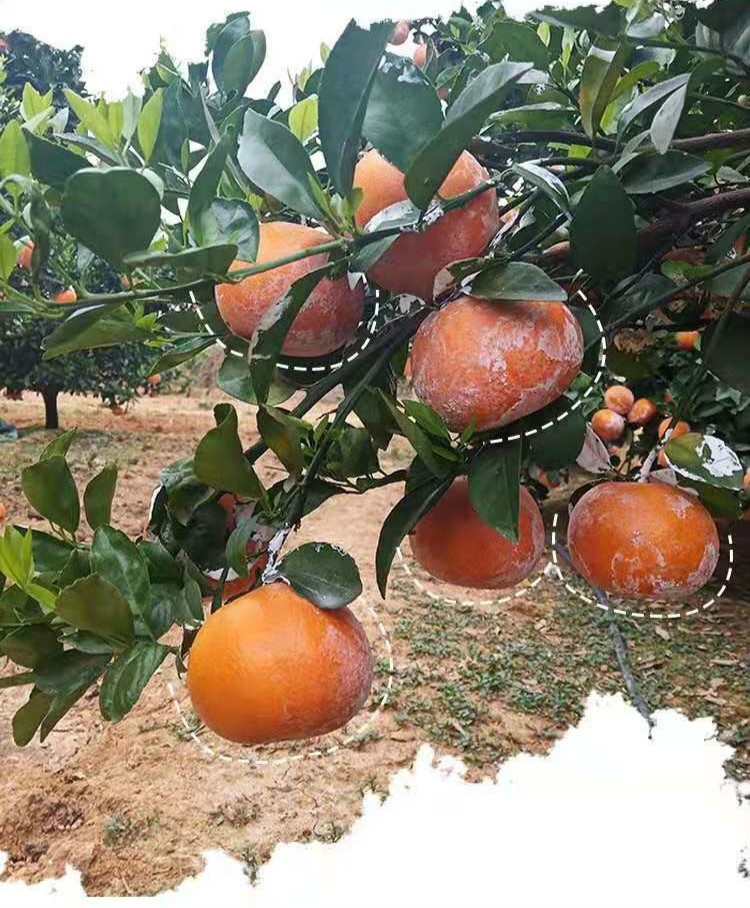 仓梵广西武鸣茂谷柑石灰柑沃柑橘多汁新鲜甜水果3510斤团建礼生鲜3斤