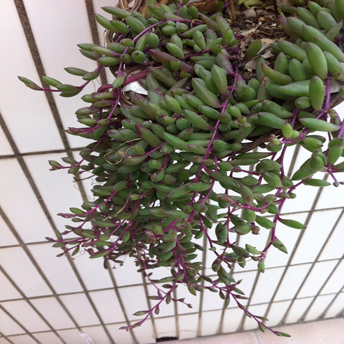 【严选】【群生爆盆紫玄月 吊兰盆】海豚紫玄月多肉植物盆栽佛珠吊兰