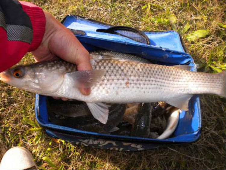 乌头鱼饵料专用鱼饵海钓咸淡水大包围钓鲻鱼饵料主攻梭鱼腥味配方
