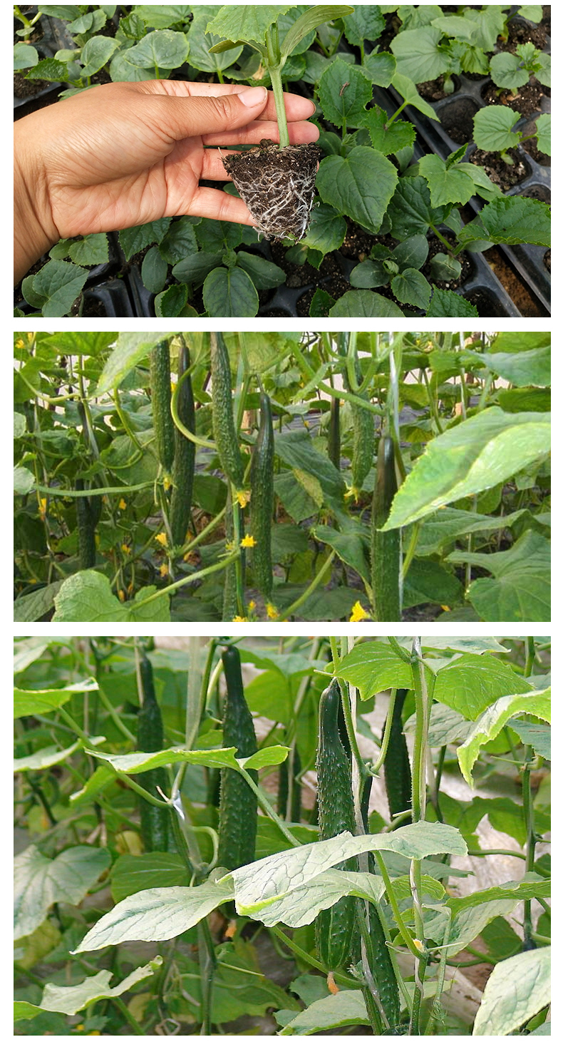 蔬菜苗水果黄瓜秧幼苗菜苗番茄苗西瓜苗秧茄子辣椒苗大黄瓜苗6颗