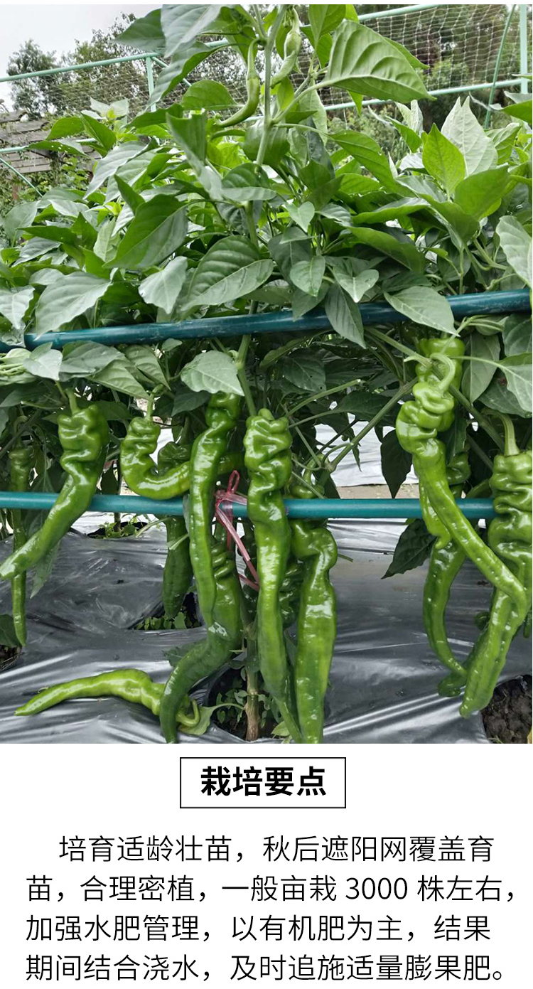 螺丝椒种子苗 薄皮尖椒杂交高产香辣特大螺丝王脆皮辣椒种籽 德金螺丝
