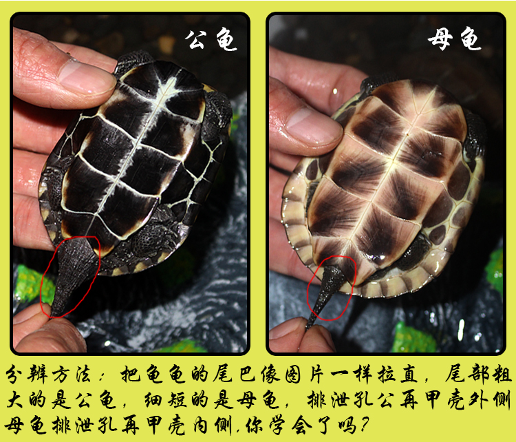 草龟的生长速度图解图片