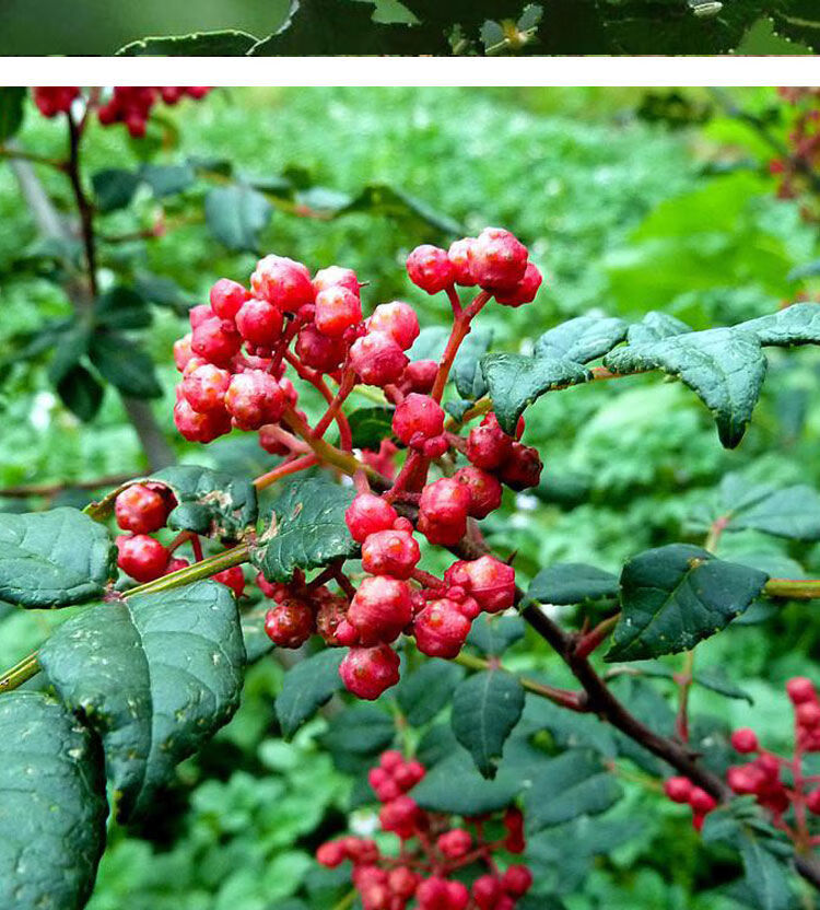 四川汉源花椒大红袍花椒特麻花椒粒花椒粉青麻椒调味品汉源红花椒100g