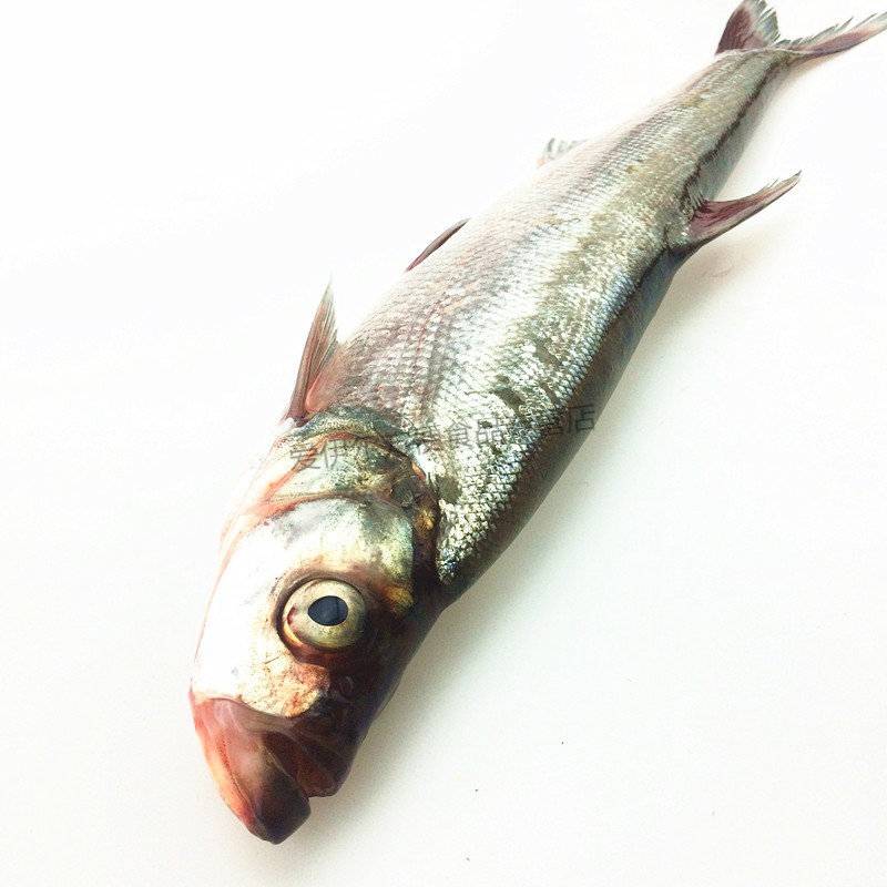 翘嘴白鱼 翘嘴白 翘嘴鲌 大白鱼 翘嘴巴 大白刁子鱼 现逮现杀 淡水鱼