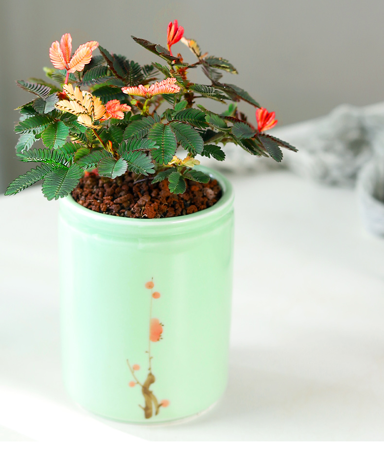 彩虹含羞草盆栽趣味植物阳台室内教室小绿植好养活五彩花卉害羞草彩虹