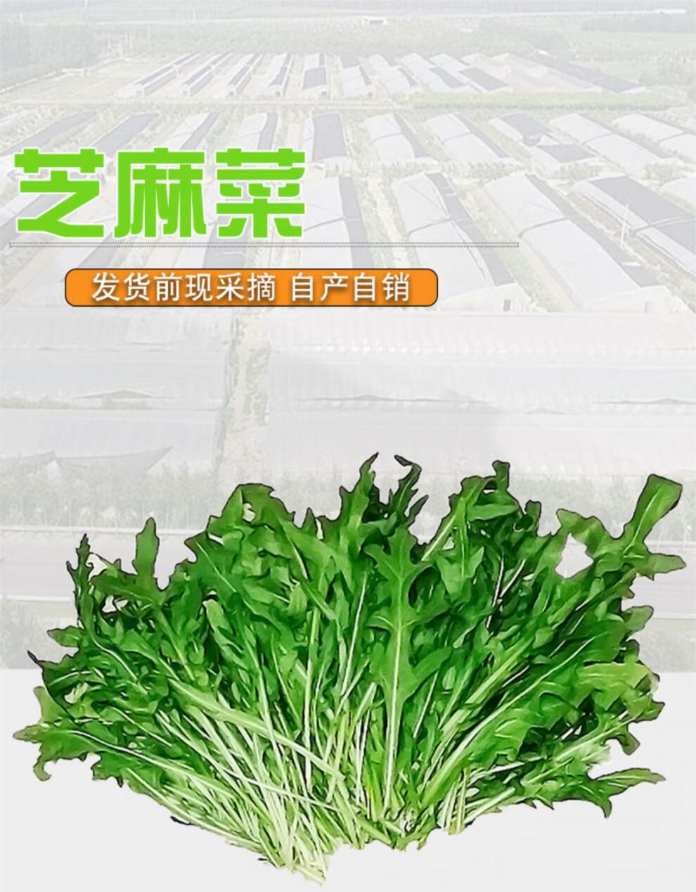 素界 芝麻菜蔬菜沙拉食材配菜芝麻菜色拉菜新鲜蔬菜火箭菜 500g【图片