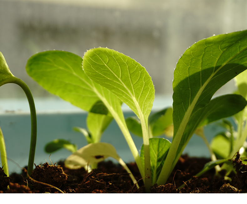蔷薇村四季上海青小青菜杂交种子阳台种植蔬菜种孑青梗菜籽 上海青10g