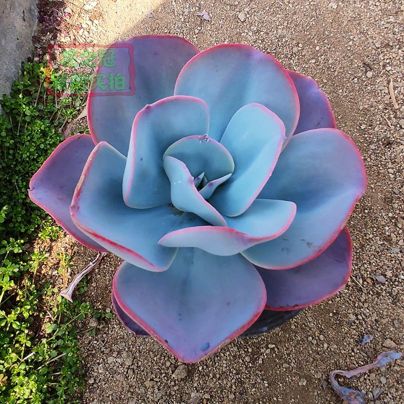 韩国精品包菜系布鲁克林的蓝大颗肉肉稀有贵货发货如图不含盆