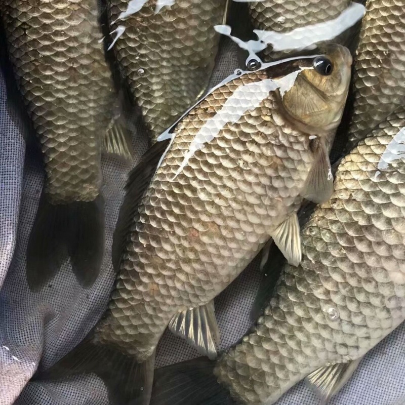 店铺推荐鲫鱼良种鲫鱼中科三号彭泽鲫鱼淡水鱼苗鲫鱼46厘米200条送20