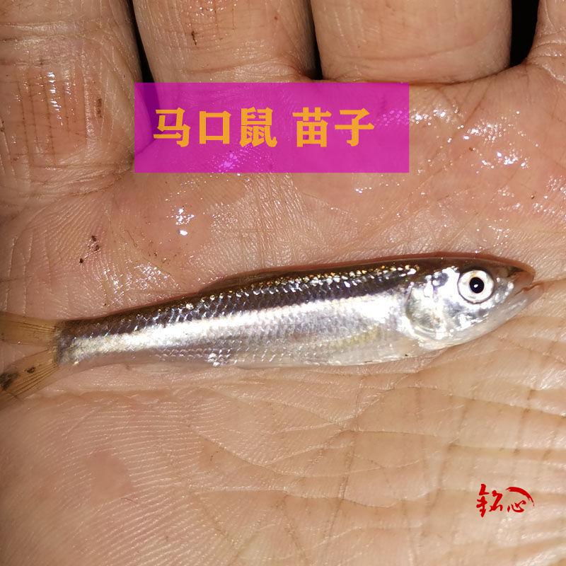 马口鱼苗宽鳍鱲长鳍鱲 溪哥桃花鱼原生冷水鱼观赏鱼活体 马口鱲4-6cm6