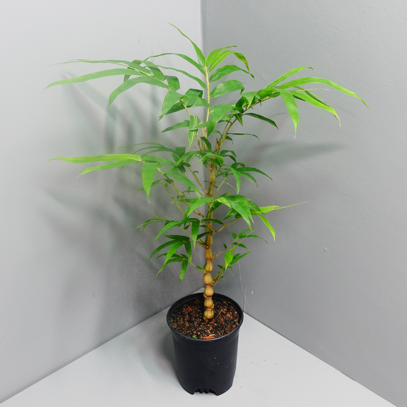 【盆栽】庭院佛肚竹室内外玄关现货金丝文人禅意观赏竹好养阳台办公室