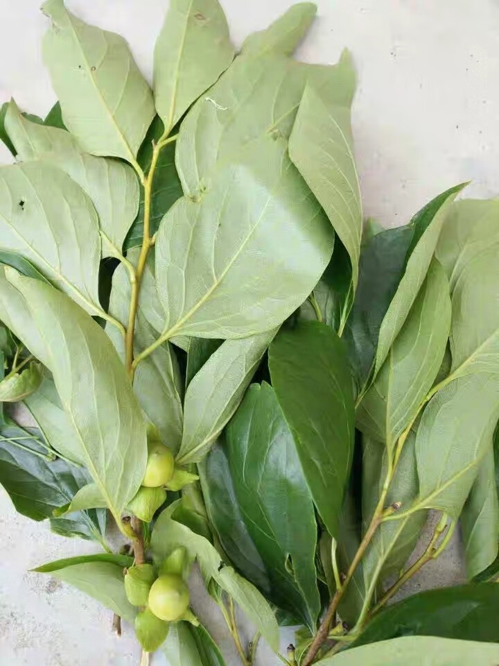 百婉集新鲜柿子叶野柿子叶柿叶茶新鲜干柿子叶新货野柿子叶 秋霜打黄