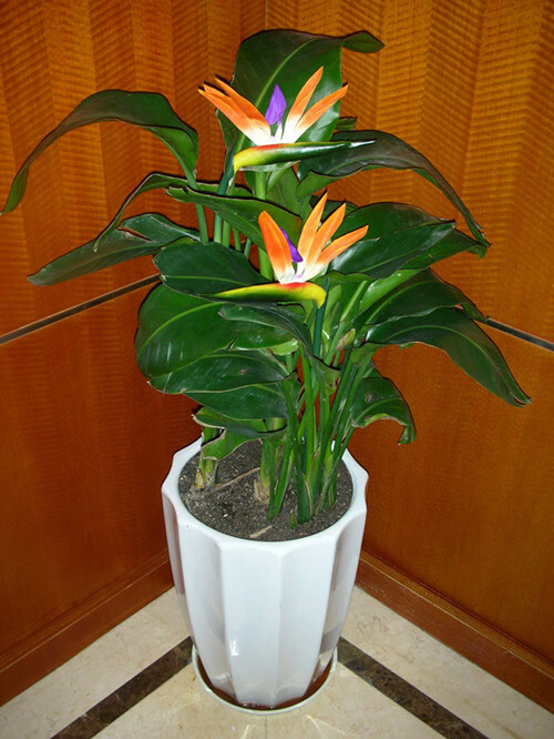 鹤望兰天堂鸟中大型绿植盆栽植物花卉室内 花卉 红色 不含盆