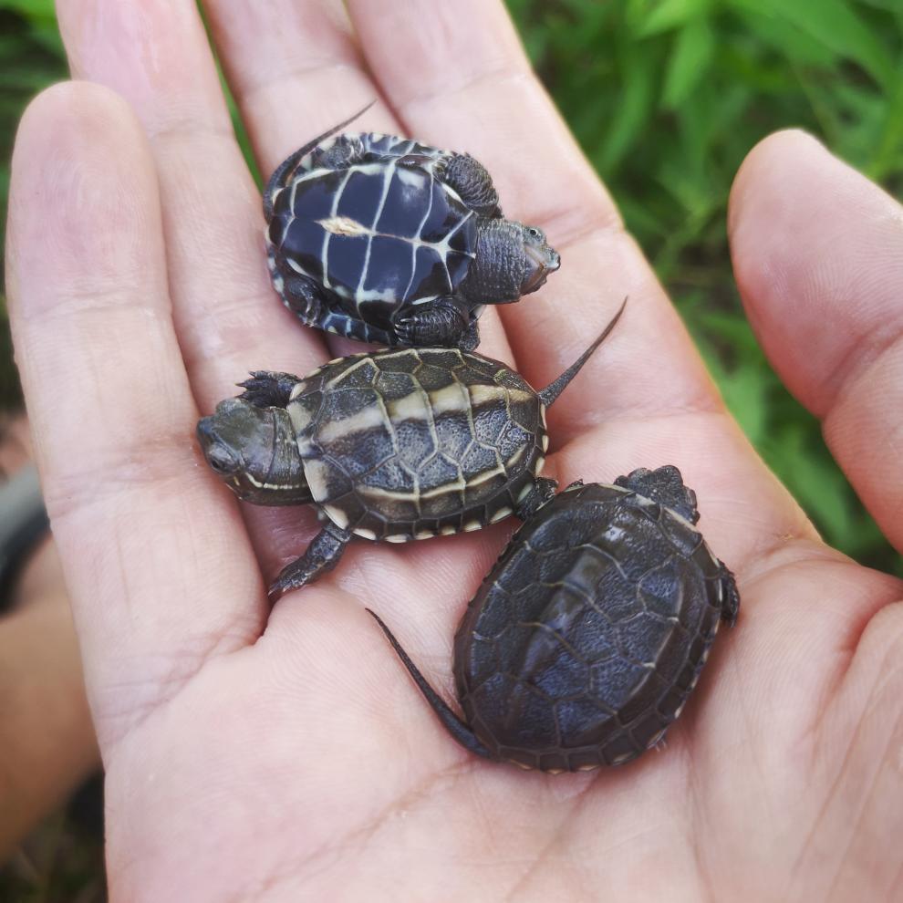 乌龟墨底龟苗活体全黑小活物黑腹外塘中华草龟苗宠物水龟长寿龟 精选