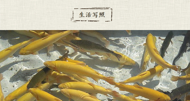 族萃金鳟虹鳟 金鳟鱼 虹鳟鱼 金鳟活体 虹鳟活体 鳟鱼苗淡水三文鱼 金