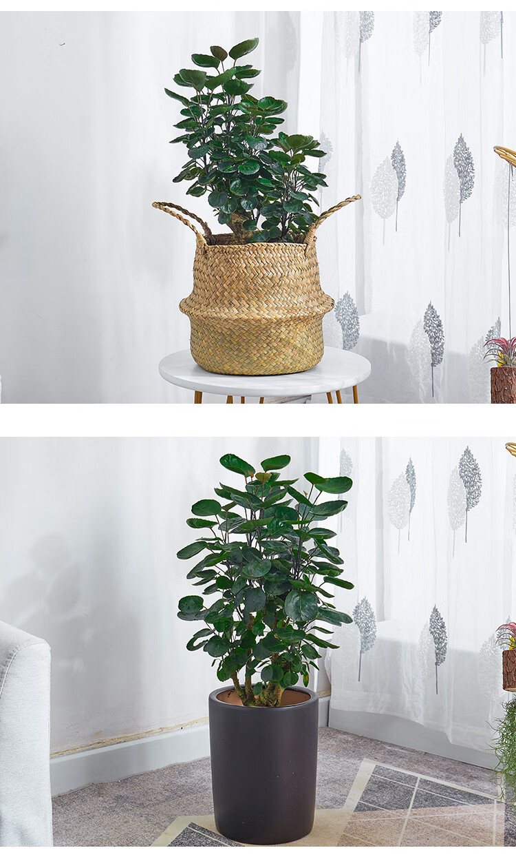 金钱兜大盆栽圆叶钱多多盆景客厅办公室中大型送礼植物室内绿植高1201