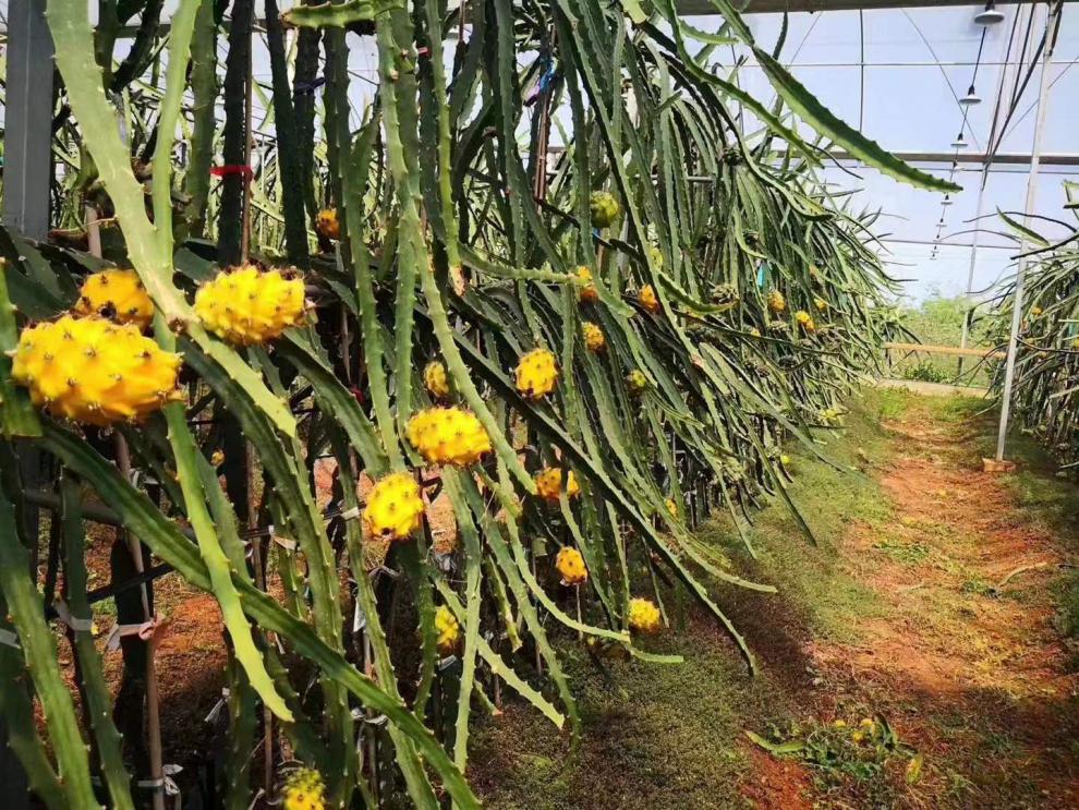 海南产45斤超甜品种麒麟果黄色火龙果燕窝果新鲜水果顺丰2500g4两以上