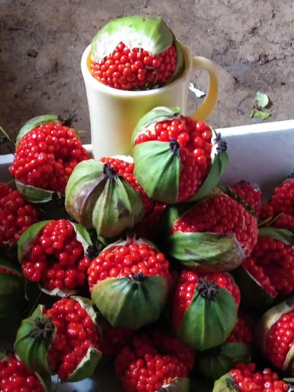 qcdd云南滇重楼种籽当年现采子种送种植技术资料 矮杆滇重楼果包一斤