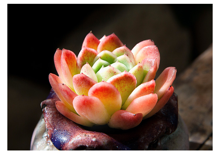 玉杯东云多肉植物超萌肉肉植物新手精品室内小盆栽云南多肉玉杯东云单