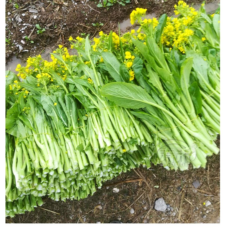 白菜苔种子种籽大全菜种苔菜四季菜心菜苔蔬菜孑菜芯莱菜籽籽种 雪莹