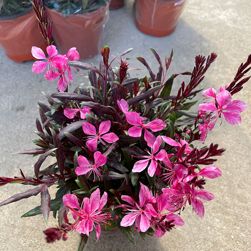 带花苞紫叶千鸟花阳台庭院花镜工程苗木开花不断易养护