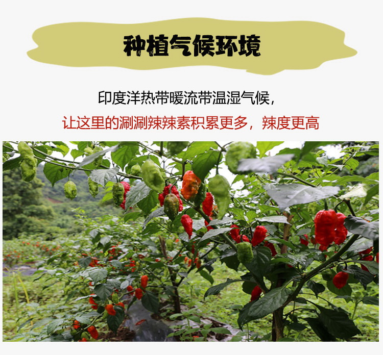 五折龙息辣椒1斤新货印度魔鬼椒德宏涮涮辣死神变态辣魔鬼断魂椒特辣