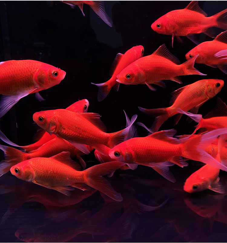 金鱼活体观赏鱼草金鱼小金鱼苗红草金冷水鱼好养耐活观赏鱼红鲫鱼锦鲤