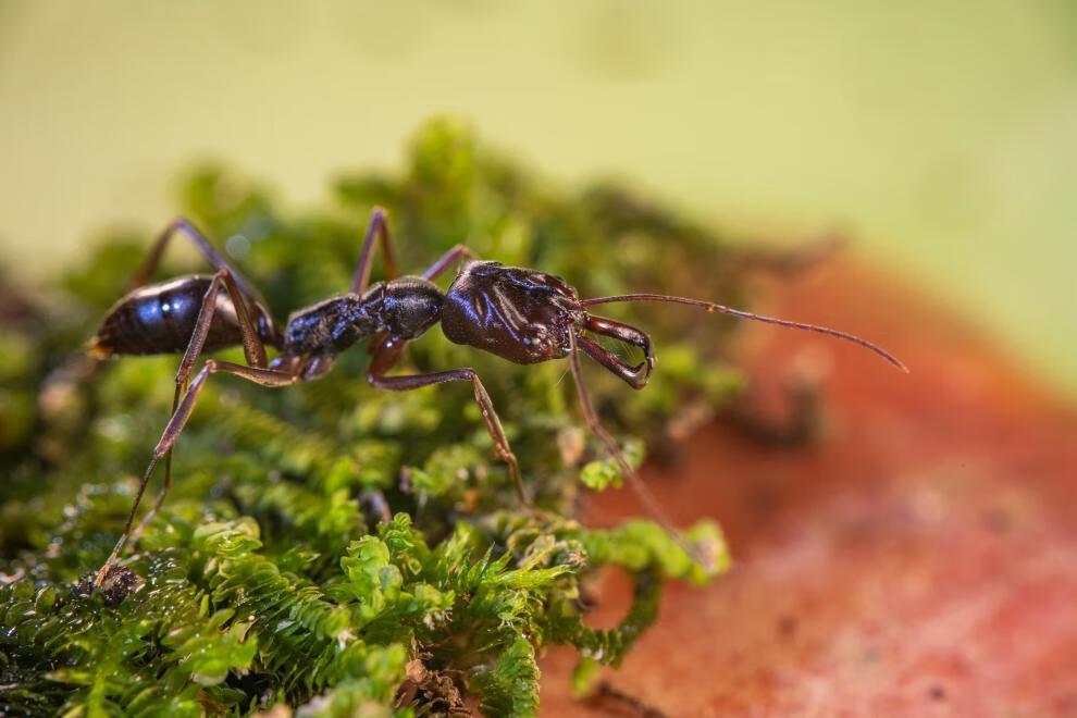 山大齿猛蚁蚂蚁宠物凶猛的蚂蚁蚂蚁工坊大蚂蚁活体攻击速度快 1后50工