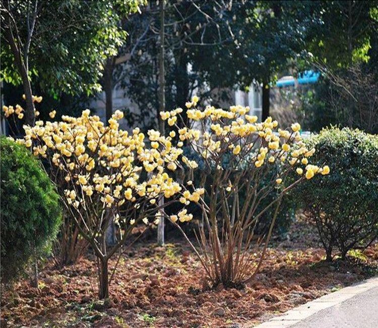 结香丛生7年苗 不含盆【图片 价格 品牌 报价】-京东