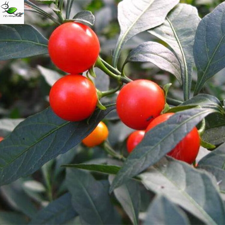 看豆盆栽观果植物冬珊瑚吉庆果看樱桃开心桃珊瑚豆花