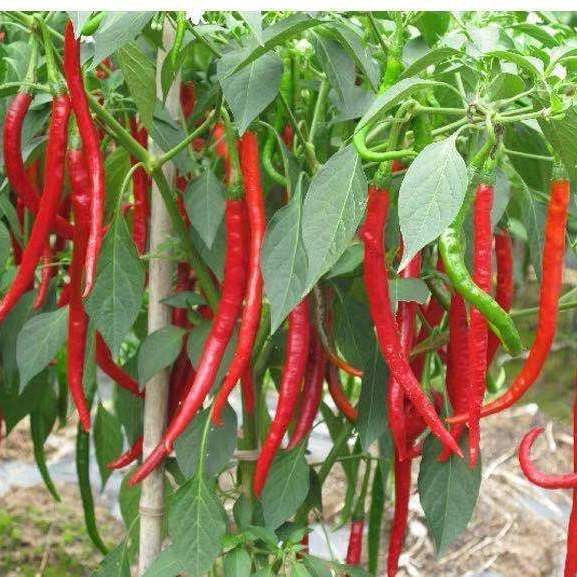 新鲜红线椒鲜红辣椒二荆条红海椒农家自种新鲜蔬菜长红椒现摘 精品