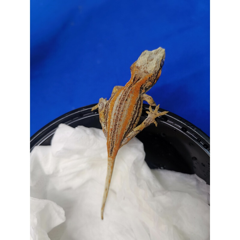 【店铺推荐】包活宠物属树栖睫角守宫活体盖勾亚守宫巨人爬宠 直播间