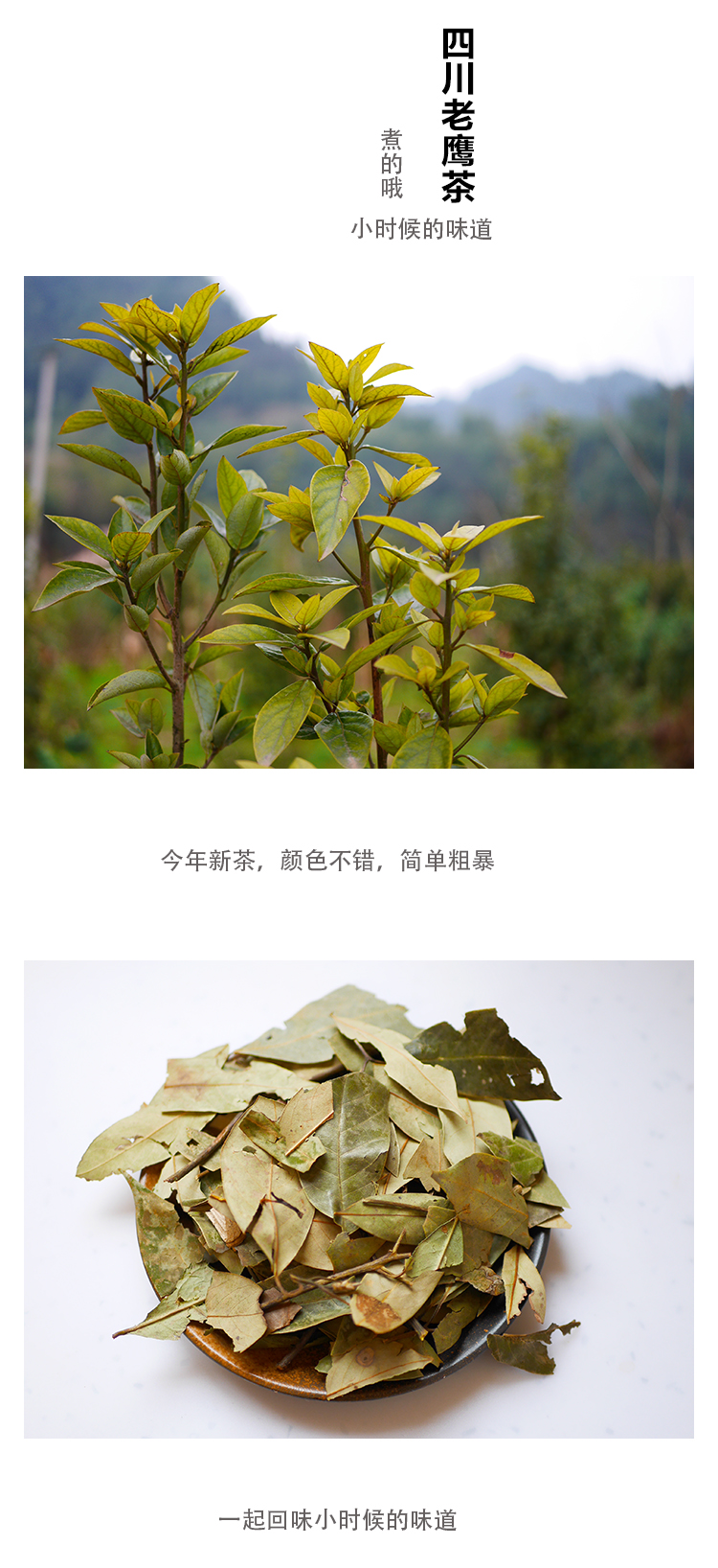 野生老茶鹰茶火锅四川重庆特产老鹰红白茶老阴茶老荫茶散装500g涵鹭