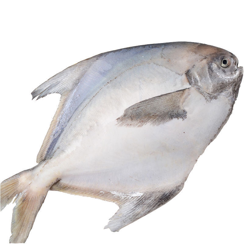 老扣 斗鲳正宗新鲜大白鲳超大土豪专用海鲜 其它地区 一条2斤(2条装)