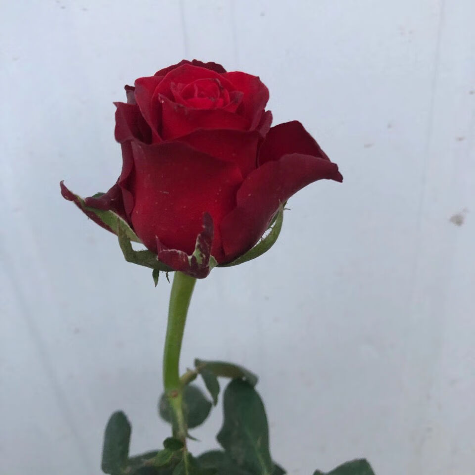 新品切花月季罗德斯玫瑰灌木玫瑰切花苗四季开花庭院花卉阳台花卉中苗