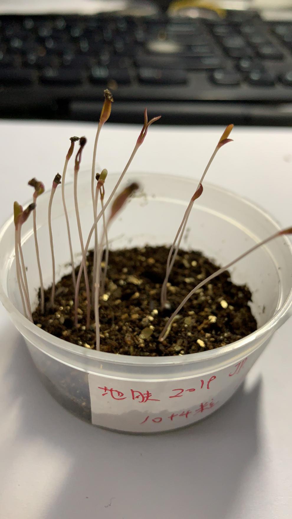 种子一年生藜地肤属地肤扫帚草10粒10粒