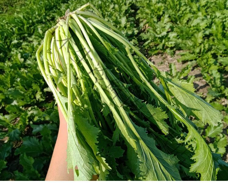 雪里蕻雪菜新鲜雪里红菜可腌制下饭菜春不老九头芥新鲜蔬菜5斤装3斤