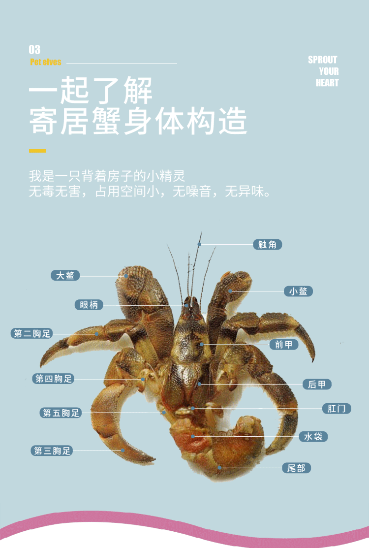 花蜜陆生易养草莓灰白短腕寄居蟹淡水观赏蟹活物懒人宠物顺丰包活 桔