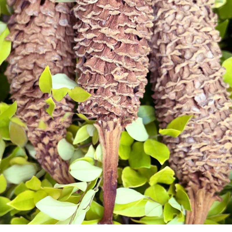 铁树雄花铁树花中药材500g克野生干花凤尾蕉另有雌花