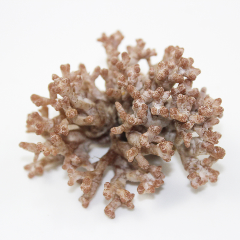 媚调 新鲜龙爪菇 500g 高端食材 特色菜食用菌菇 猫爪菇 3斤【图片