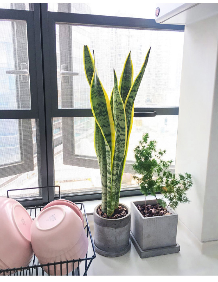 虎皮兰盆栽金边虎尾兰盆景室内家居办公室净化空气除甲醛绿植高4050cm
