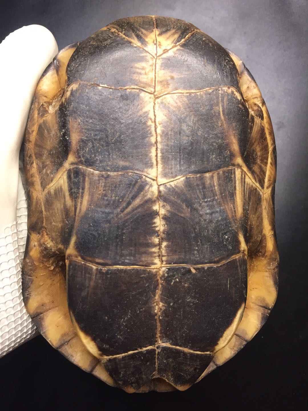 龟趣天然完整干净真乌龟壳文玩手把件家居客厅摆件送礼桌面中式17厘米