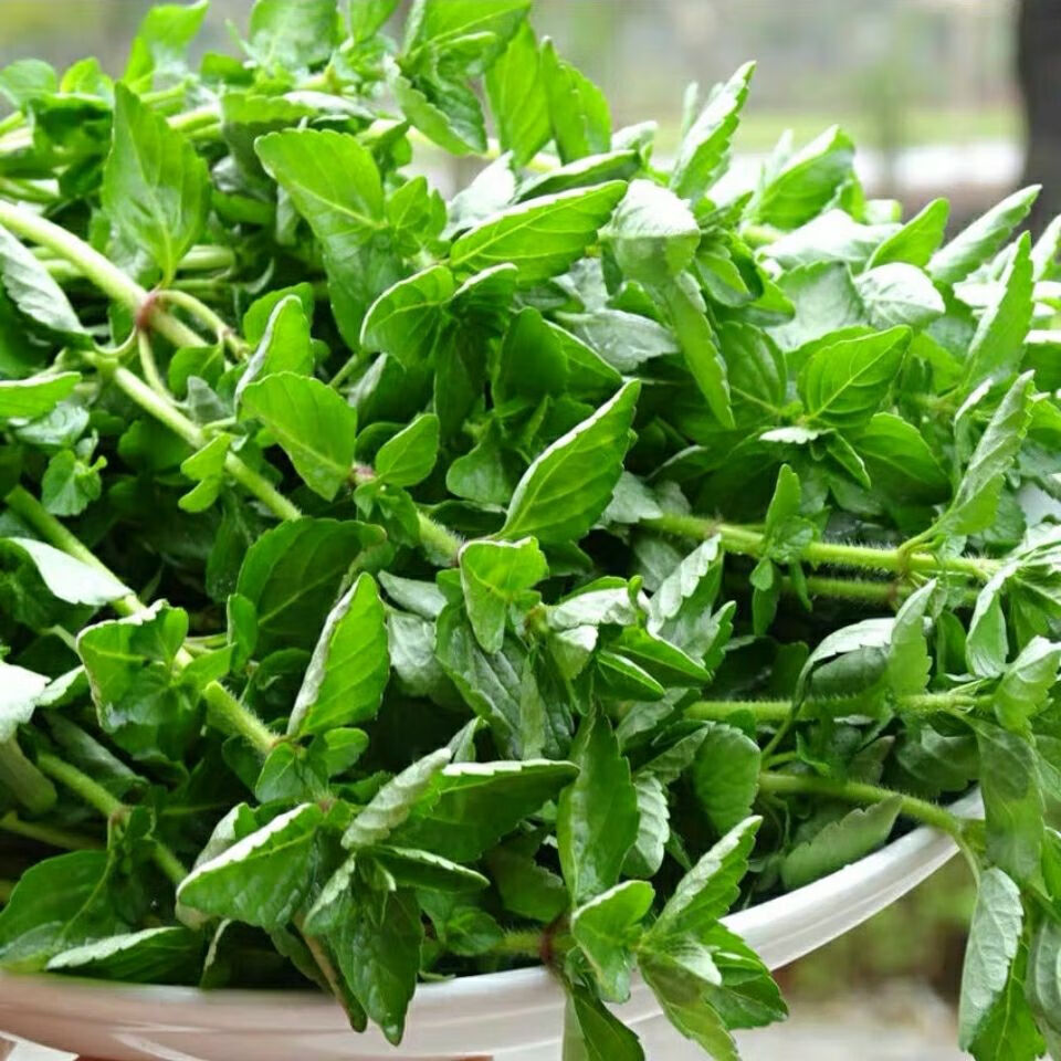 香菜云南德宏特产野菜 野生毛香菜新鲜蔬菜水香菜凉拌 1斤【图片 价格