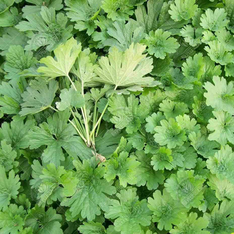 益母草种子种籽中草药益母草苗籽种菜籽菜阳台盆栽蔬菜四季孑子益母草